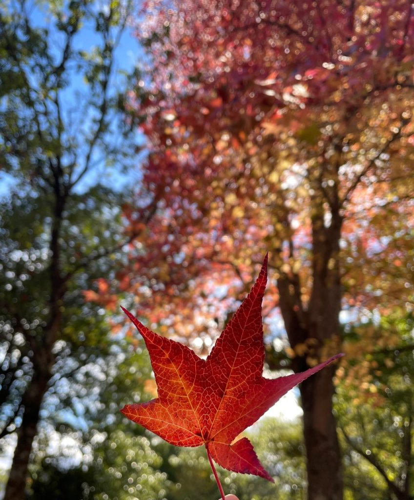 東京 大阪 出張デリバリー 日本人美女 VIPサービス お客様レビュー 静香