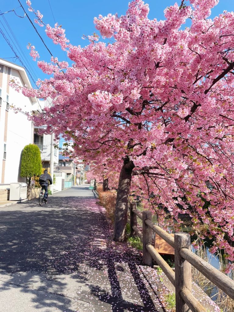 Shizuka 高級東京外送茶 大阪酒店上门 日本上門服務 東京デリヘル 外国人歓迎 Tokyo delivery health 出張 escort